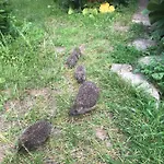 Dobilas Ir Jura Vendégház