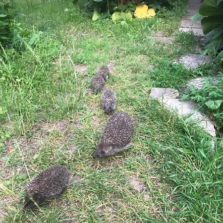 Dobilas Ir Jura Pensjonat