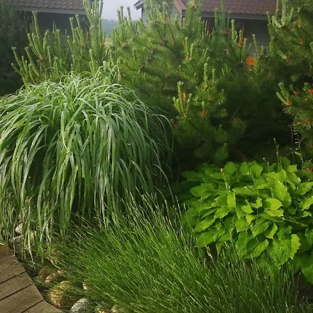 Πανσιόν Dobilas Ir Jura Παλάγκα