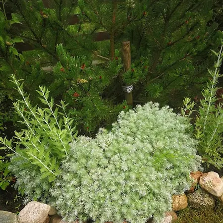 Dobilas Ir Jura Pensjonat 3*