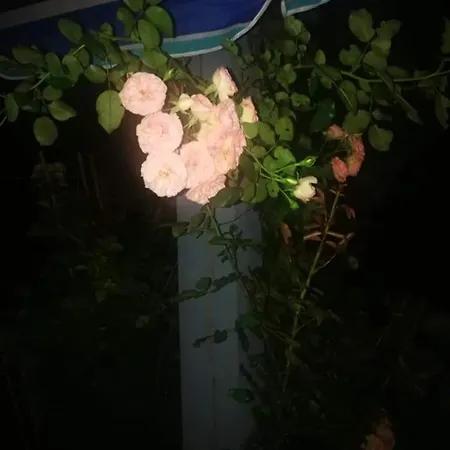 Dobilas Ir Jura Pensjonat