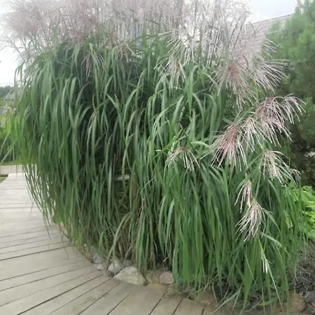 Dobilas Ir Jura Casa de hóspedes 3*