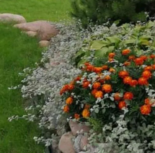 Dobilas Ir Jura 3* Palanga