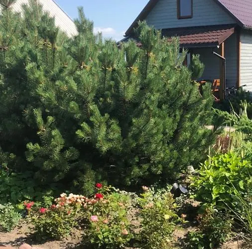 Dobilas Ir Jura 3* Palanga