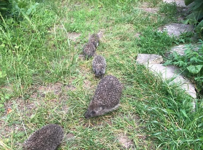 Dobilas Ir Jura Vendégház