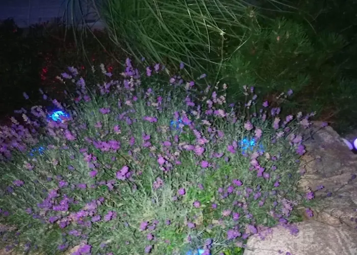 Dobilas Ir Jura 招待所 3*