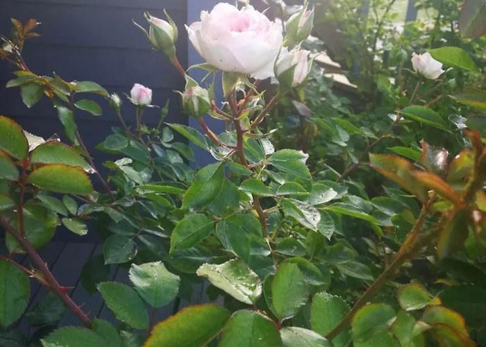 招待所 Dobilas Ir Jura 3*