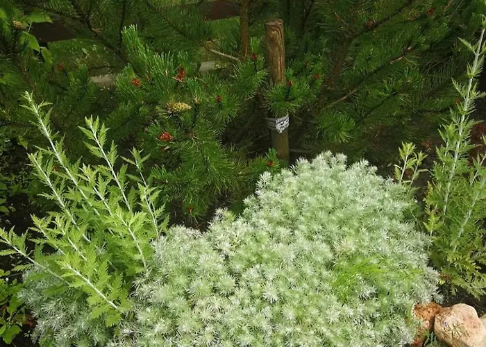 Dobilas Ir Jura Vendégház 3*