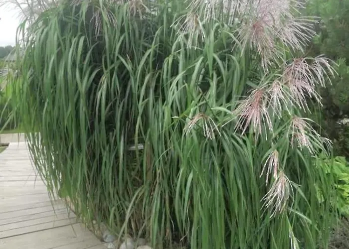 Dobilas Ir Jura Vendégház 3*